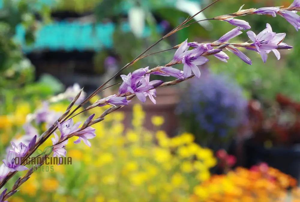 Dierama Erectum ’Autumn Sparkler’ Flower Seeds Add Sparkle And Elegance To Your Garden