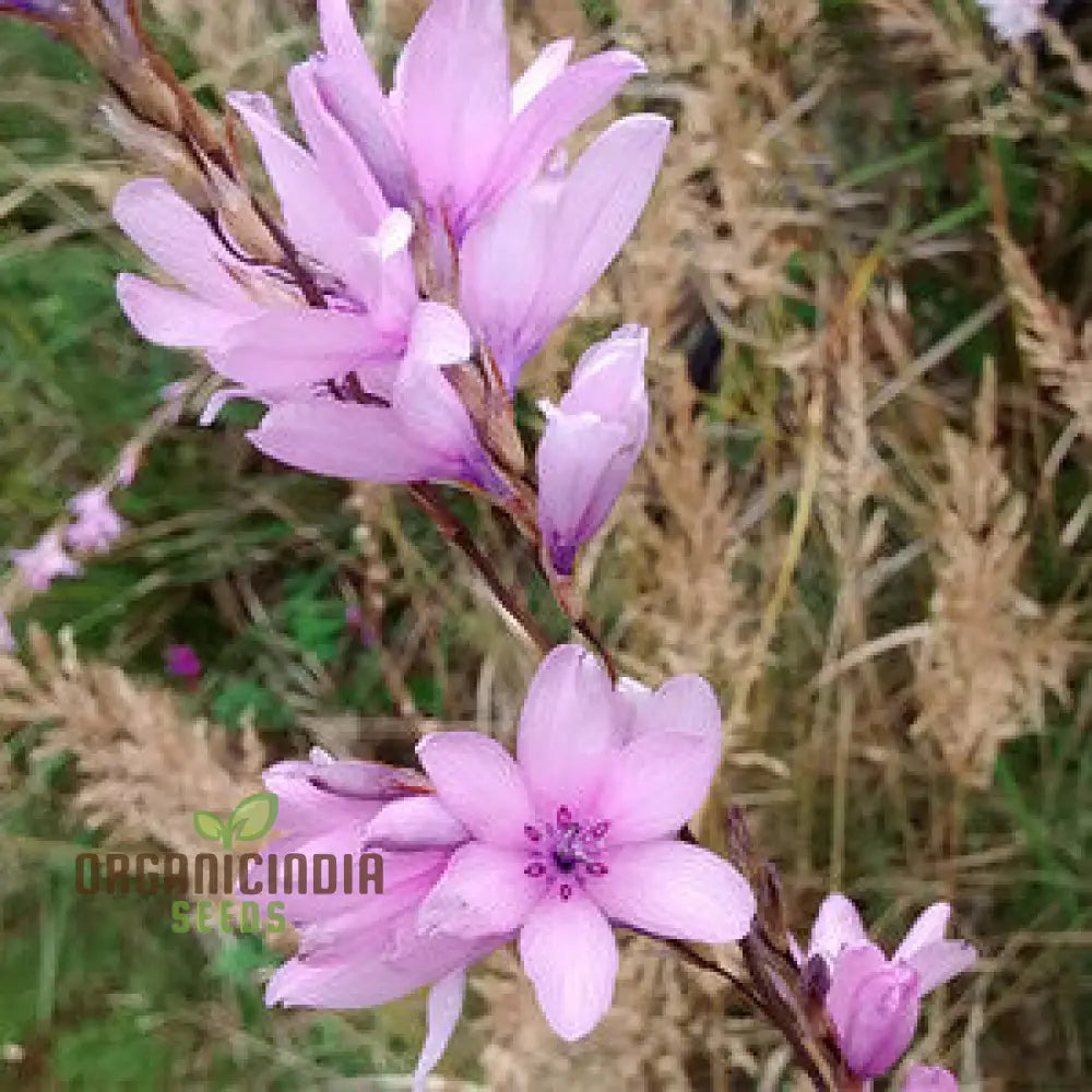 Dierama Erectum ’Autumn Sparkler’ Flower Seeds Add Sparkle And Elegance To Your Garden