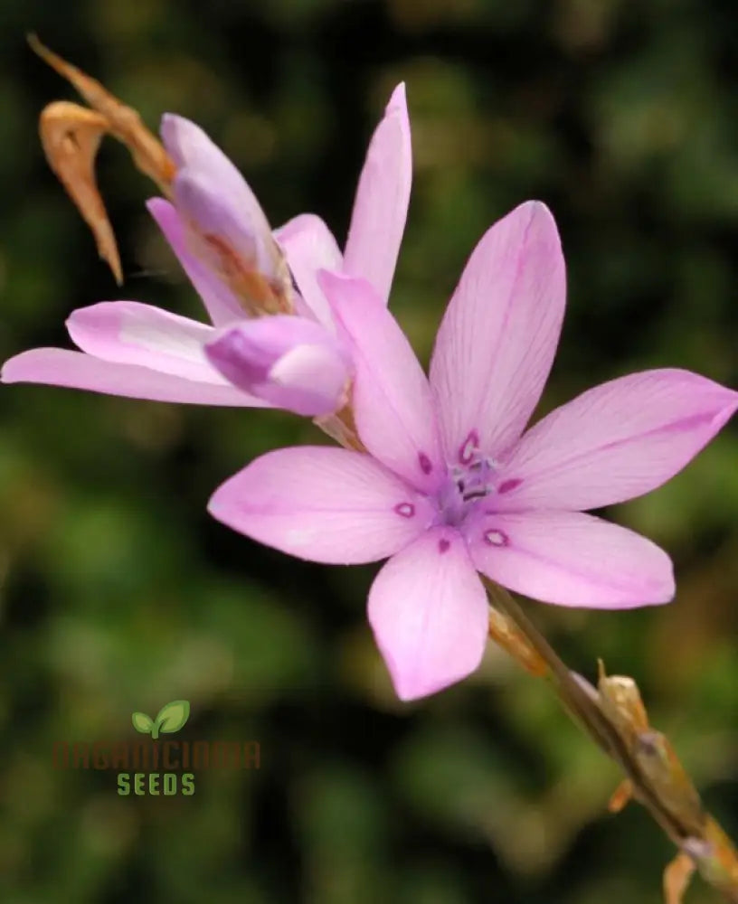 Dierama Erectum ’Autumn Sparkler’ Flower Seeds Add Sparkle And Elegance To Your Garden