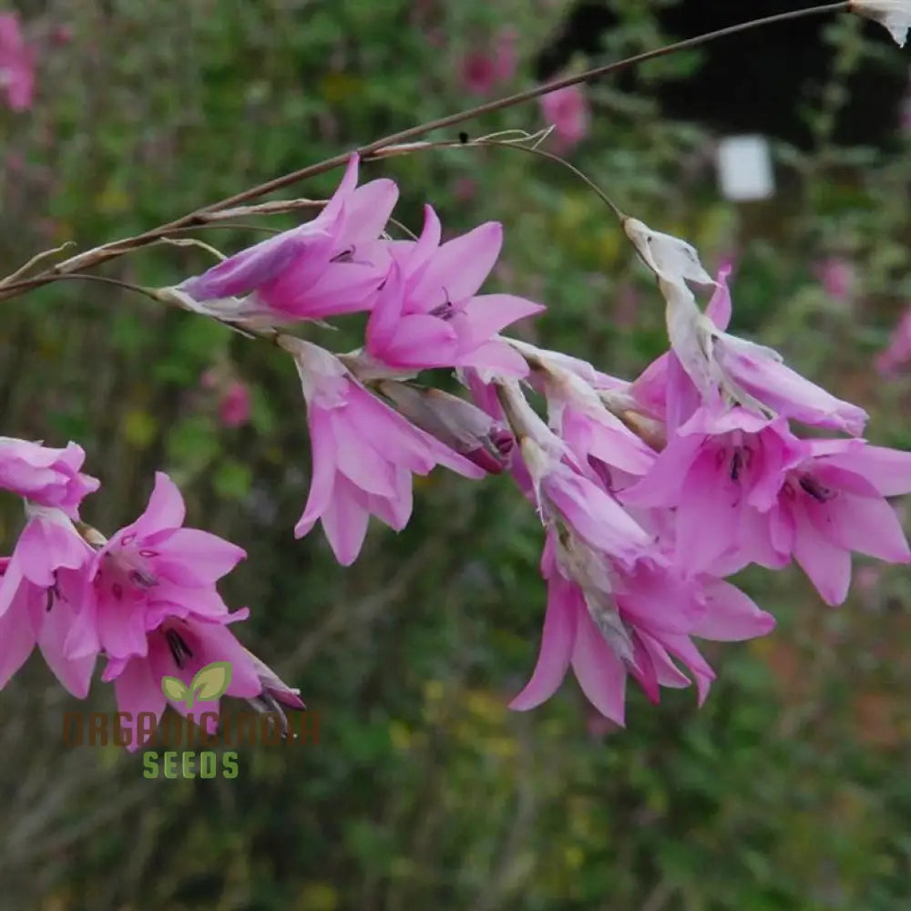 Dierama Erectum ’Autumn Sparkler’ Flower Seeds Add Sparkle And Elegance To Your Garden