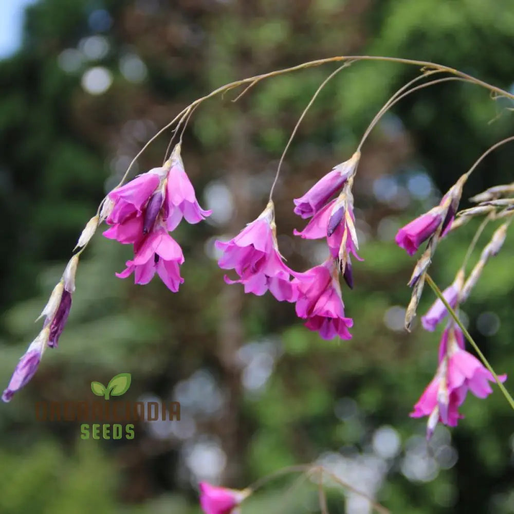 Dierama Fairy Wands Flower Seeds For Planting Create A Magical Garden With These Graceful Blooms