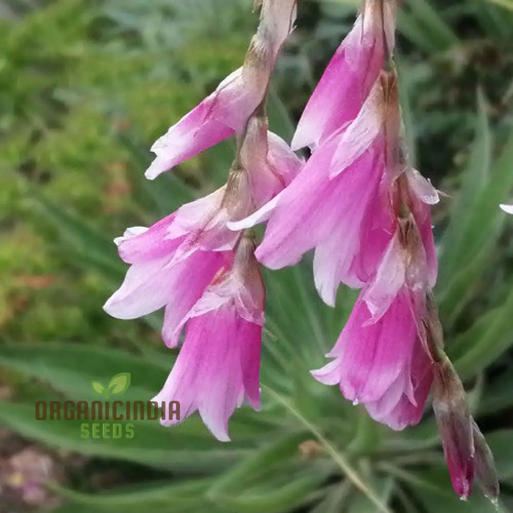 Dierama Fairy Wands Flower Seeds For Planting Create A Magical Garden With These Graceful Blooms