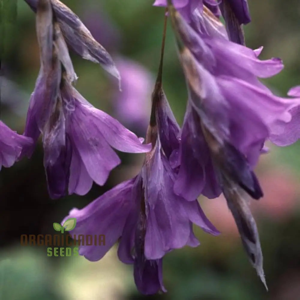 Dierama Nixonianum Flower Seeds For Planting Delicate And Beautiful Blooms For Your Garden