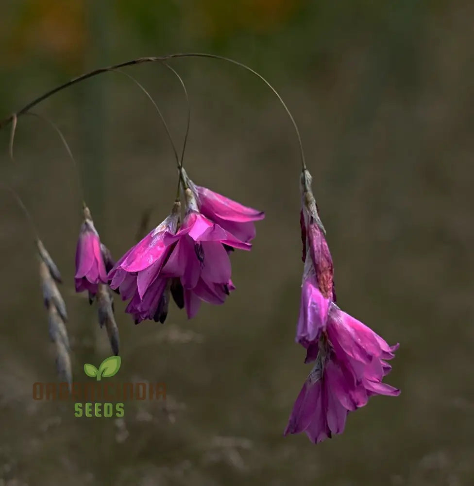 Dierama Nixonianum Flower Seeds For Planting Delicate And Beautiful Blooms For Your Garden