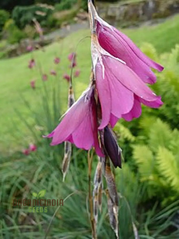 Dierama Nixonianum Flower Seeds For Planting Delicate And Beautiful Blooms For Your Garden