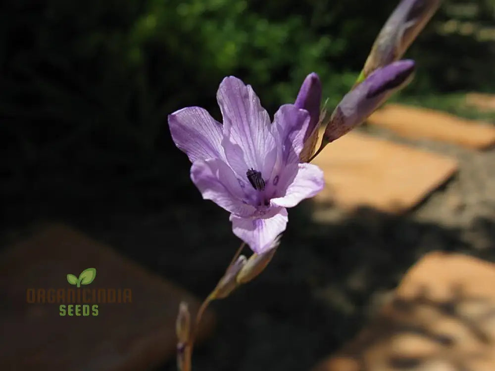 Dierama Nixonianum Flower Seeds For Planting Delicate And Beautiful Blooms For Your Garden