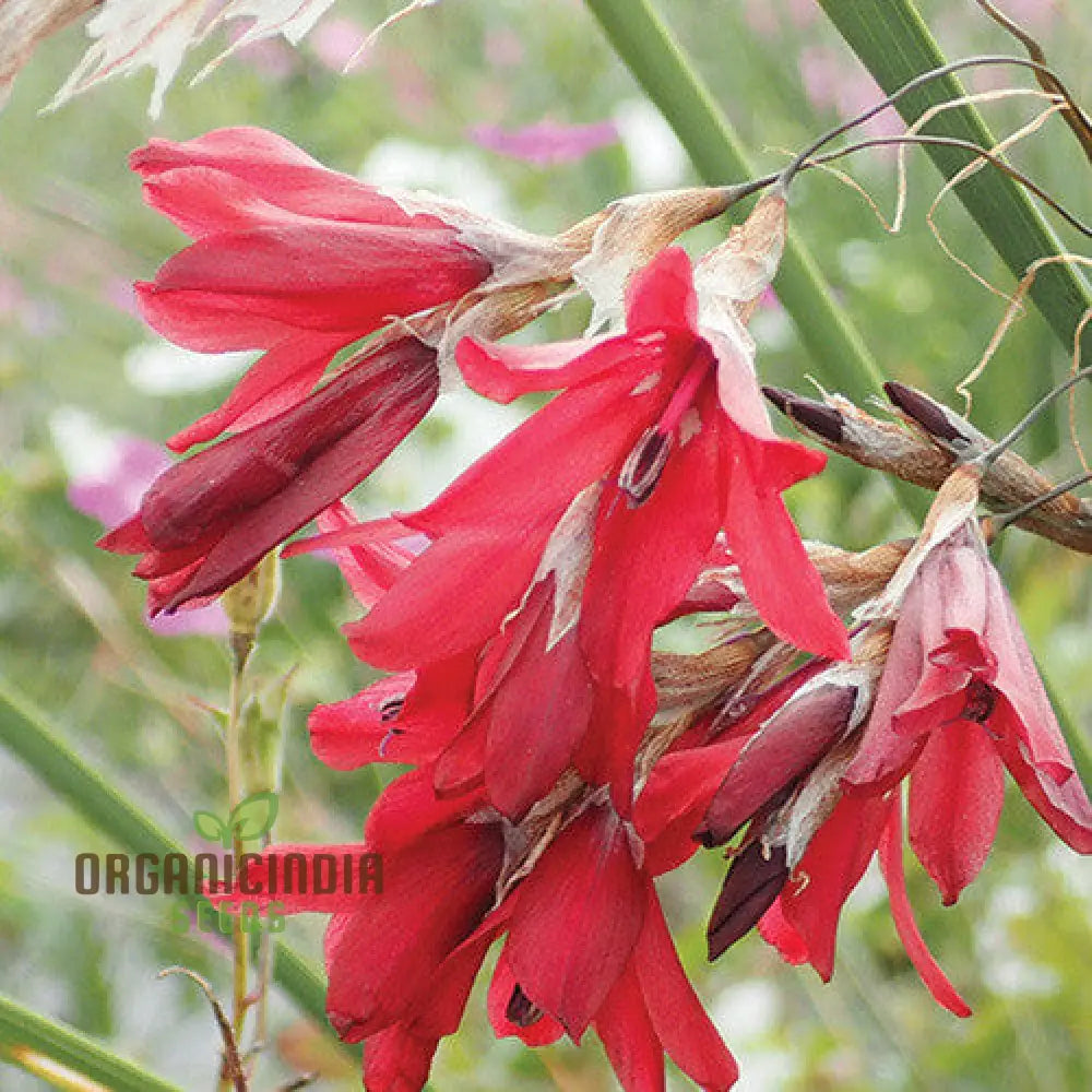 Dierama Plant World Jewels Flower Seeds Exquisite Additions To Your Garden’s Beauty