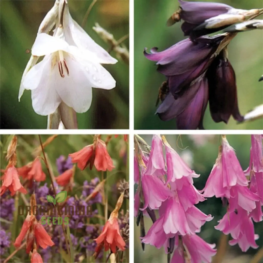 Dierama Plant World Jewels Flower Seeds Exquisite Additions To Your Garden’s Beauty