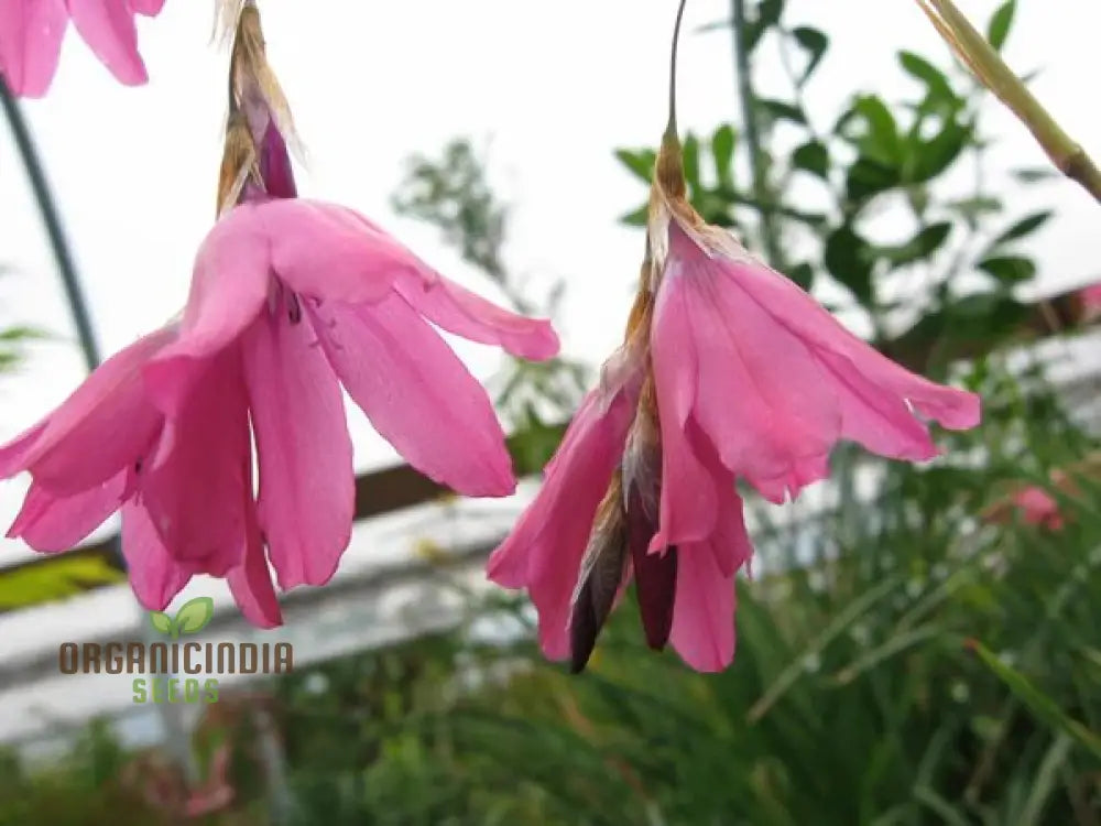 Dierama Pulcherrimum ’Strawberry Ice Cream’ Flower Seeds Delightful Blooms For Your Garden’s Palette