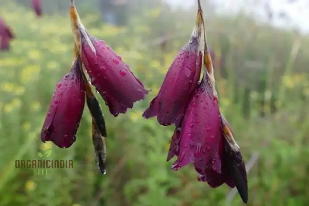 Dierama Pulcherrimum ’Strawberry Ice Cream’ Flower Seeds Delightful Blooms For Your Garden’s Palette