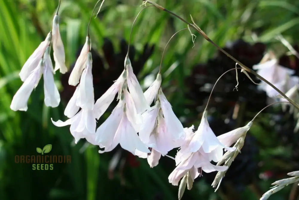 Dierama Pulcherrimum ’Strawberry Ice Cream’ Flower Seeds Delightful Blooms For Your Garden’s Palette