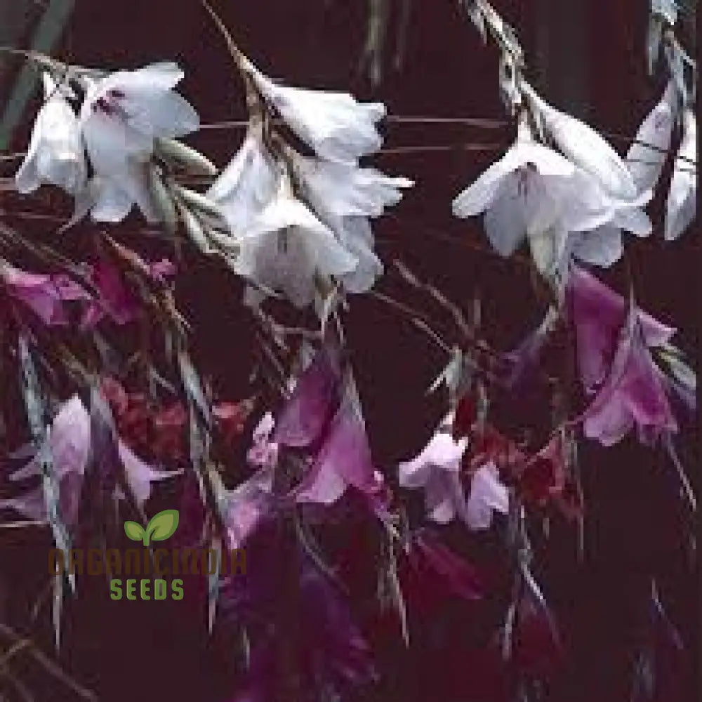 Dierama Pulcherrimum ’Strawberry Ice Cream’ Flower Seeds Delightful Blooms For Your Garden’s Palette