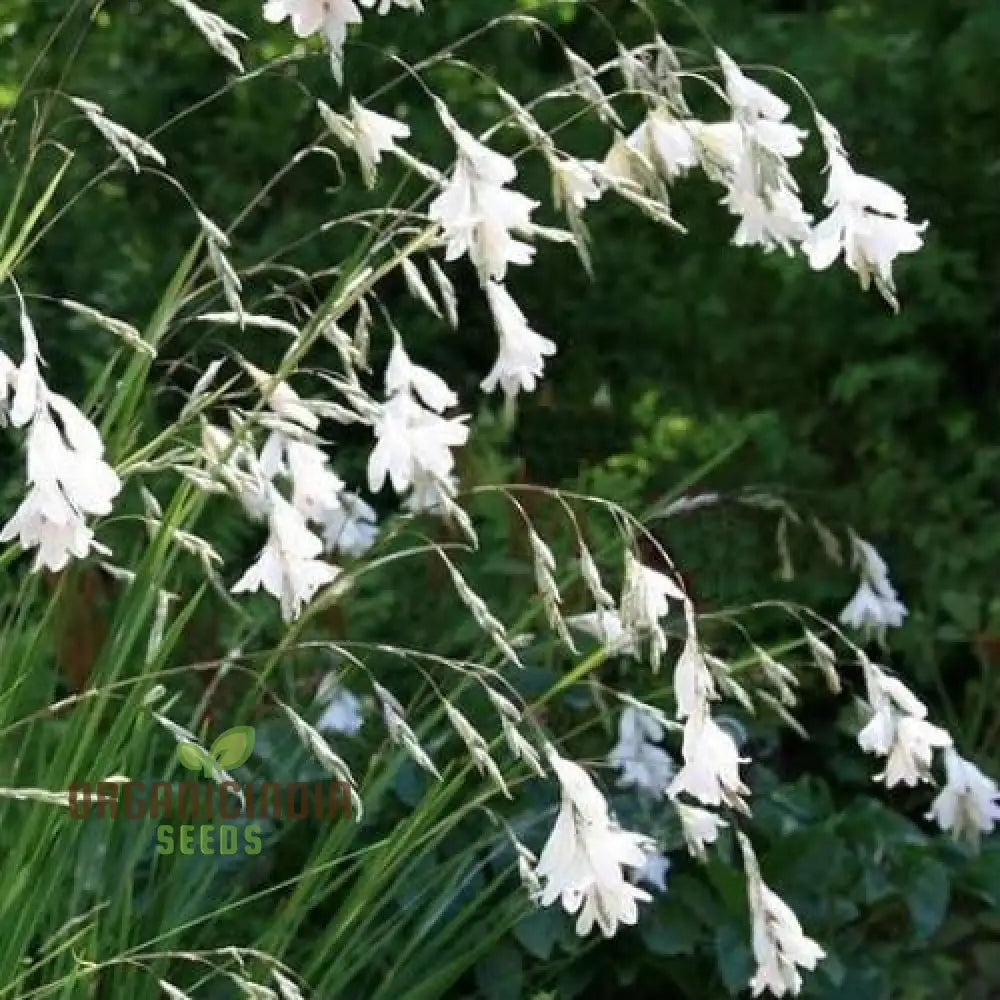 Dierama Pulcherrimum ’Strawberry Ice Cream’ Flower Seeds Delightful Blooms For Your Garden’s Palette