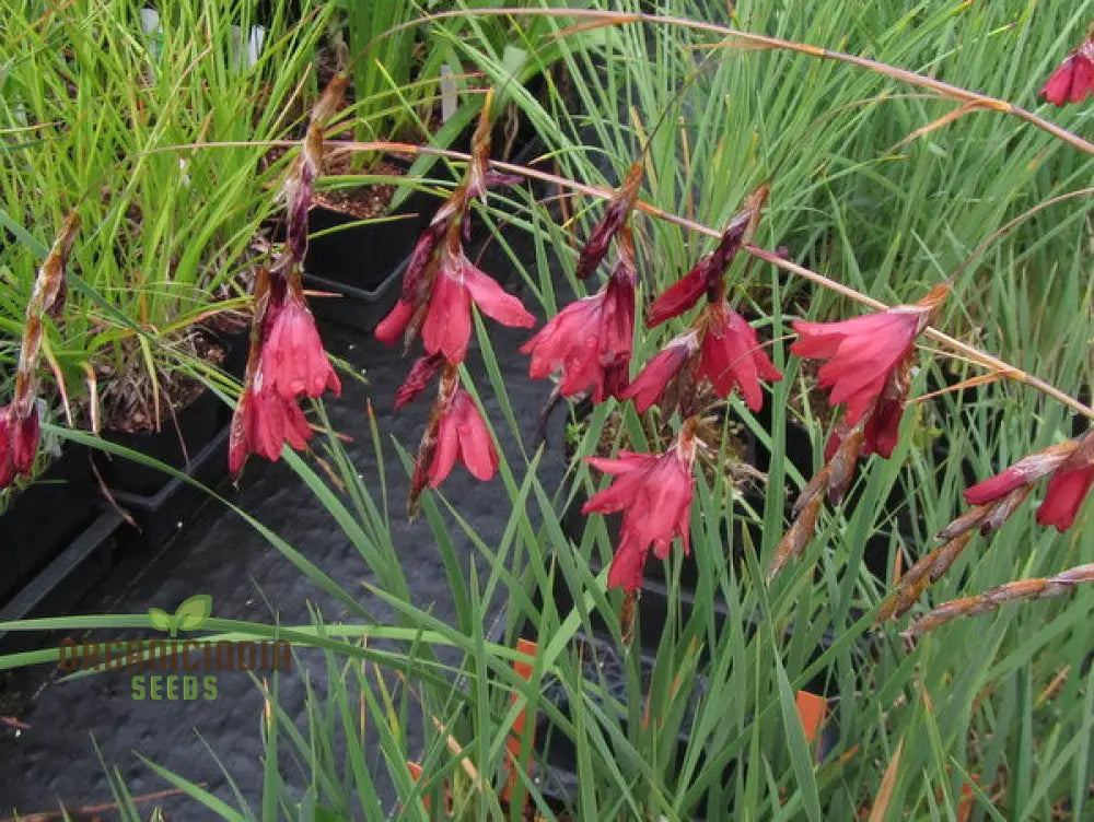 Dierama Pulcherrimum ’Strawberry Ice Cream’ Flower Seeds Delightful Blooms For Your Garden’s Palette