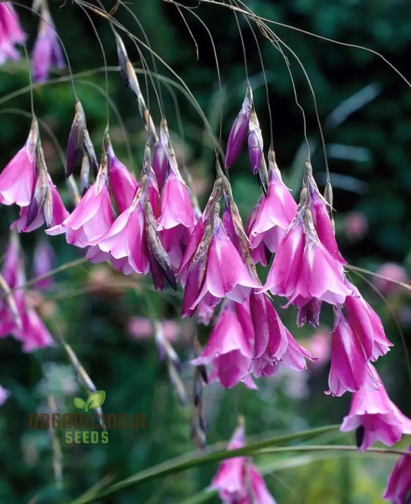 Dierama ’Ripe Cherries’ Flower Seeds Add Vibrant Color To Your Garden With These Beautiful Blooms