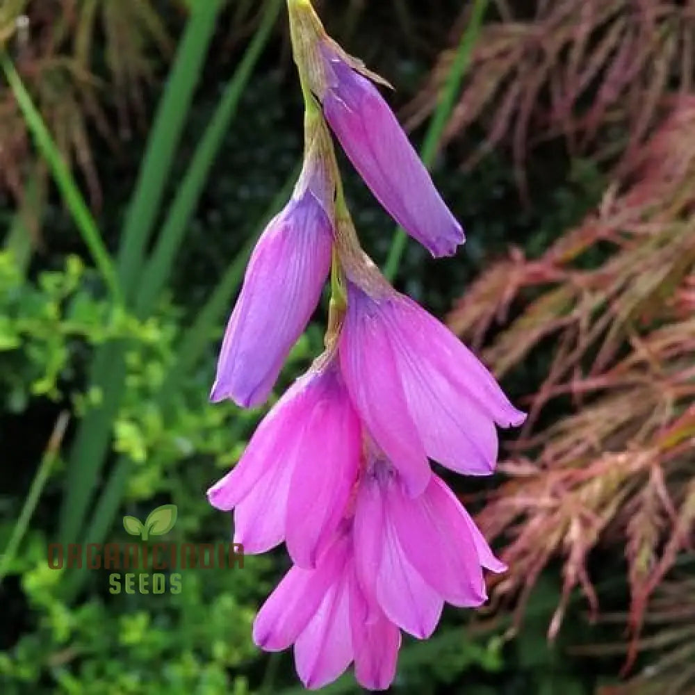 Dierama ’Ripe Cherries’ Flower Seeds Add Vibrant Color To Your Garden With These Beautiful Blooms