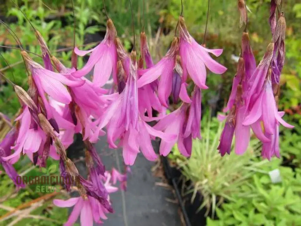 Dierama ’Ripe Cherries’ Flower Seeds Add Vibrant Color To Your Garden With These Beautiful Blooms