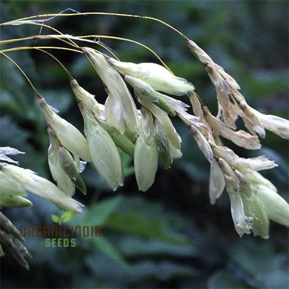 Dierama Sertum Flower Seeds For Planting Enhance Your Garden With Graceful And Colorful Blooms