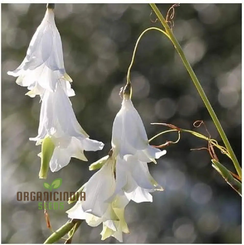 Dierama Sertum Flower Seeds For Planting Enhance Your Garden With Graceful And Colorful Blooms