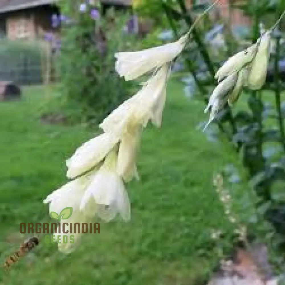 Dierama Sertum Flower Seeds For Planting Enhance Your Garden With Graceful And Colorful Blooms