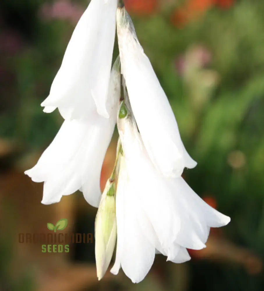 Dierama Sertum Flower Seeds For Planting Enhance Your Garden With Graceful And Colorful Blooms