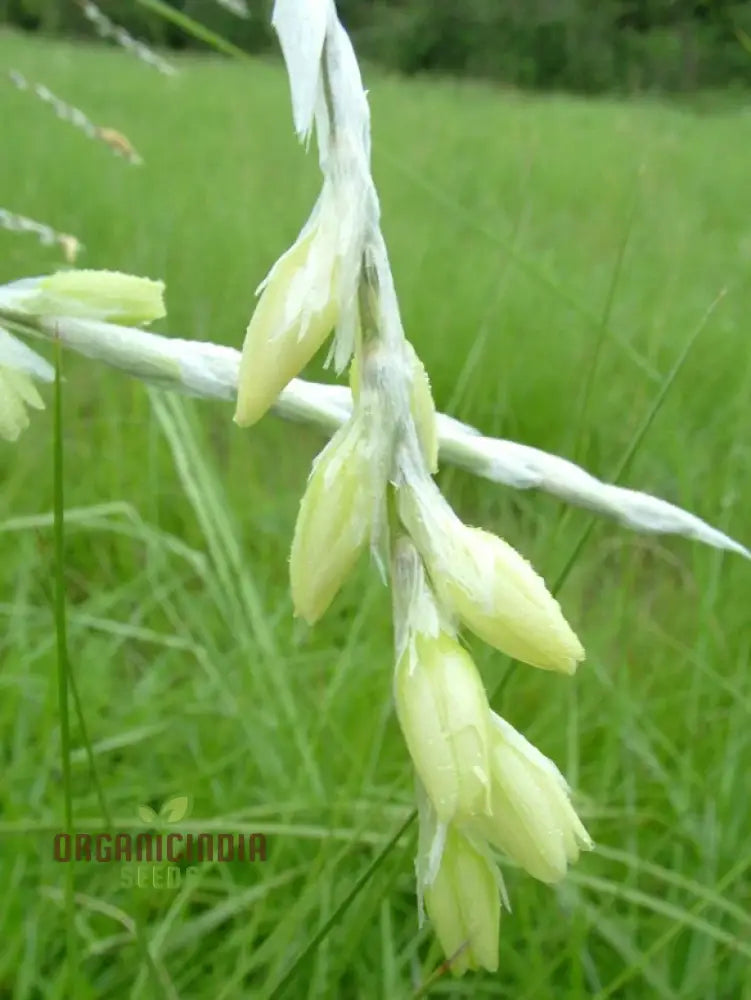 Dierama Sertum Flower Seeds For Planting Enhance Your Garden With Graceful And Colorful Blooms