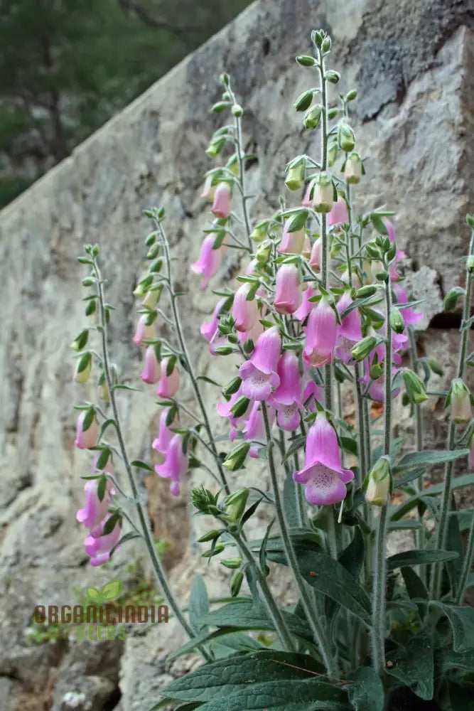 Digitalis Dubia Flower Seeds For Planting Brighten Your Garden With Elegant Foxglove Blooms