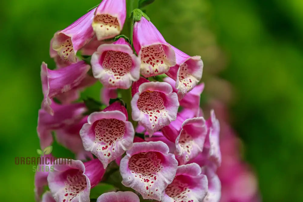 Digitalis Dubia Flower Seeds For Planting Brighten Your Garden With Elegant Foxglove Blooms