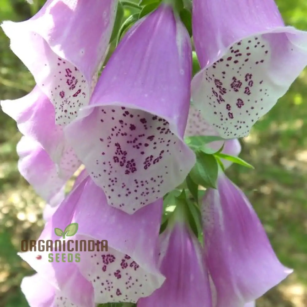 Digitalis Dubia Flower Seeds For Planting Brighten Your Garden With Elegant Foxglove Blooms