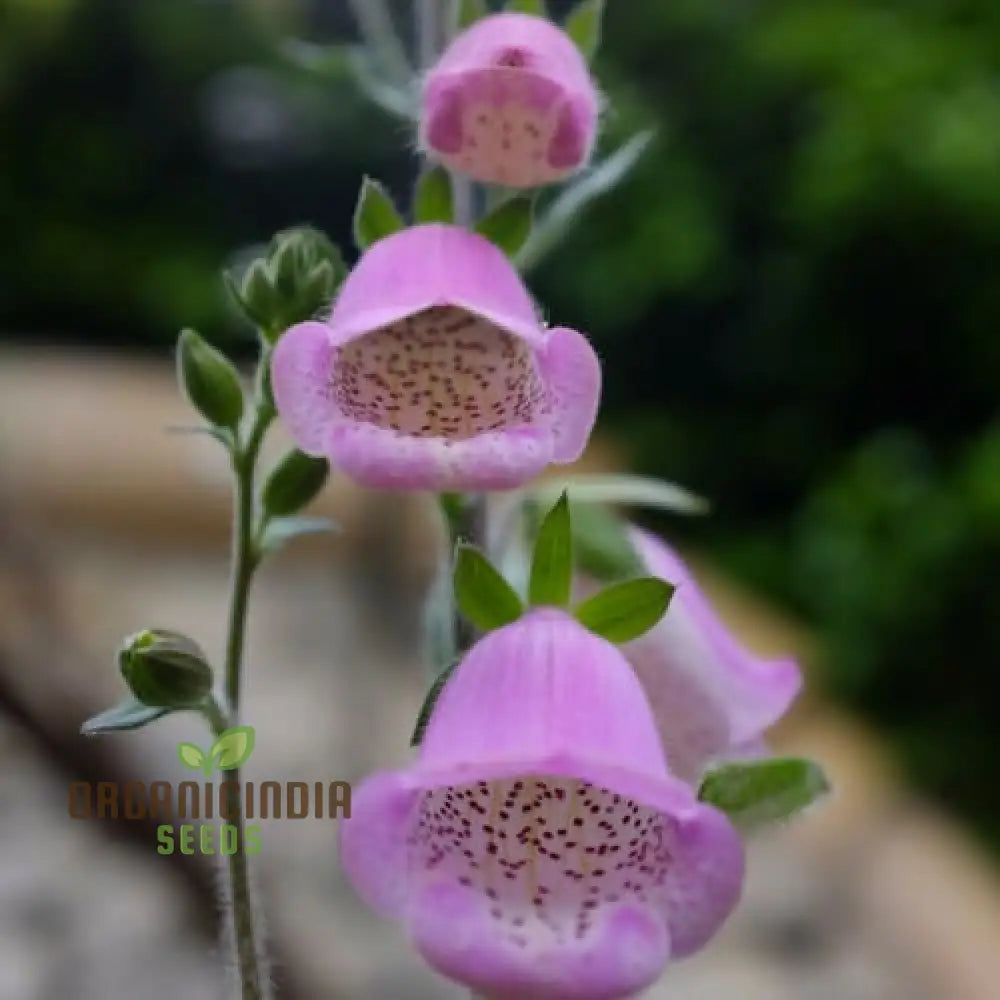 Digitalis Dubia Flower Seeds For Planting Brighten Your Garden With Elegant Foxglove Blooms