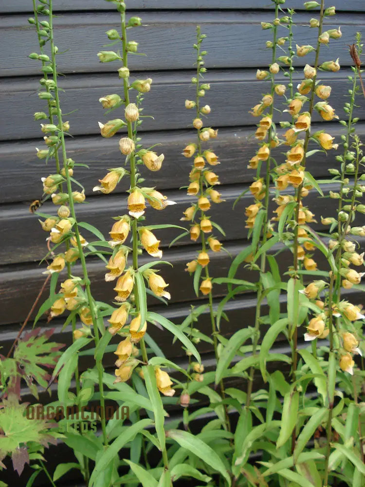 Digitalis Laevigata Flower Seeds For Planting Add Graceful Foxglove Blooms To Your Garden