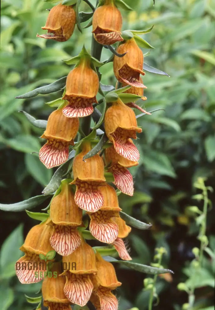 Digitalis Laevigata Flower Seeds For Planting Add Graceful Foxglove Blooms To Your Garden