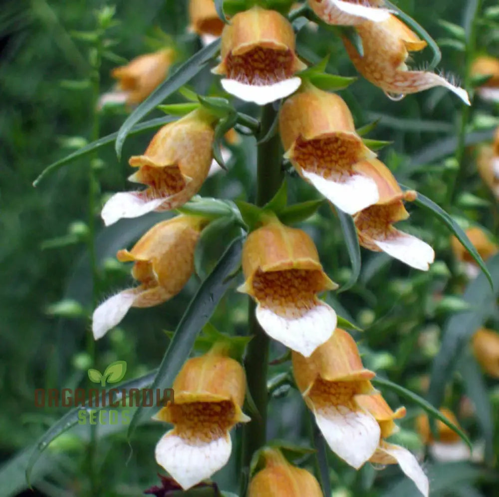 Digitalis Laevigata Flower Seeds For Planting Add Graceful Foxglove Blooms To Your Garden