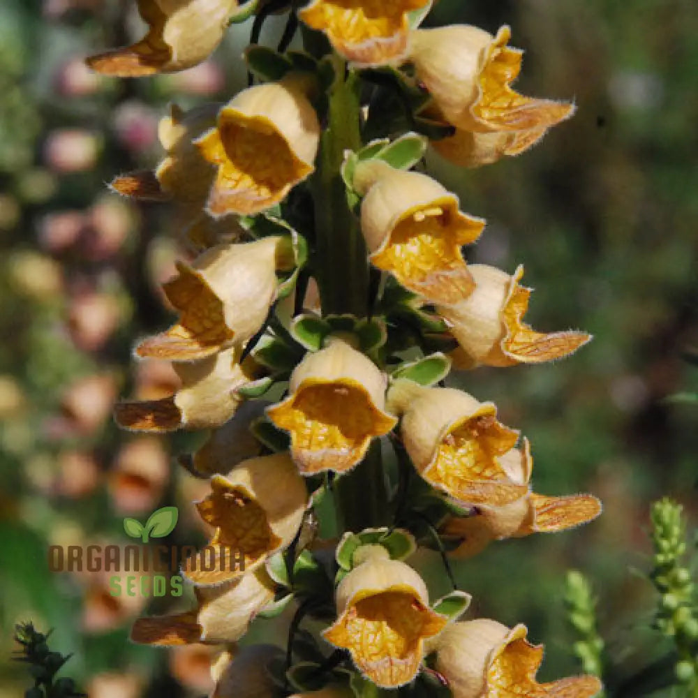 Digitalis Laevigata Flower Seeds For Planting Add Graceful Foxglove Blooms To Your Garden