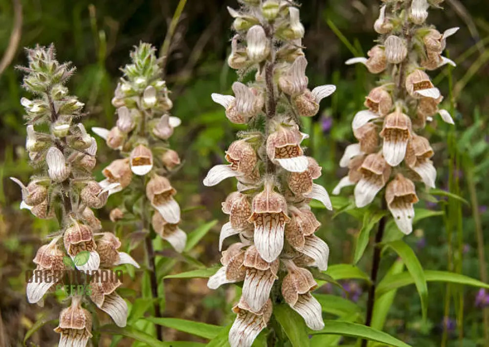 Digitalis Lanata Flower Seeds For Planting Elegant Foxglove Blooms For A Stunning Garden