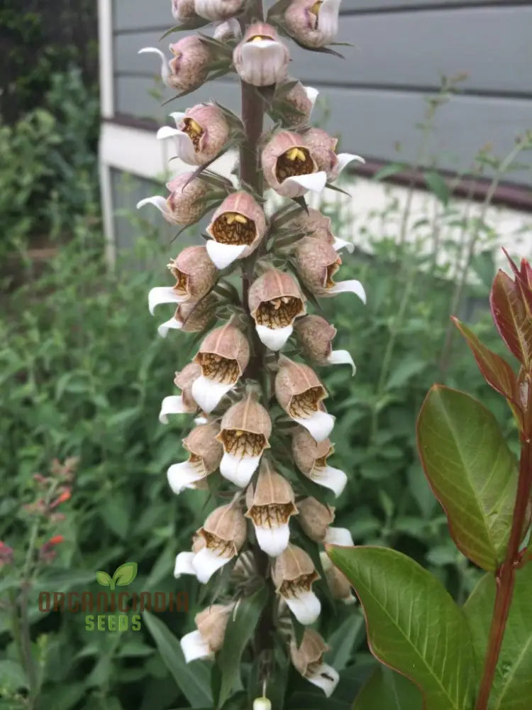 Digitalis Lanata Flower Seeds For Planting Elegant Foxglove Blooms For A Stunning Garden