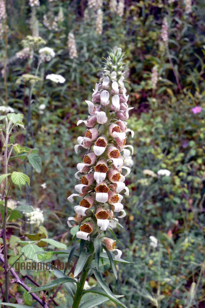 Digitalis Lanata Flower Seeds For Planting Elegant Foxglove Blooms For A Stunning Garden