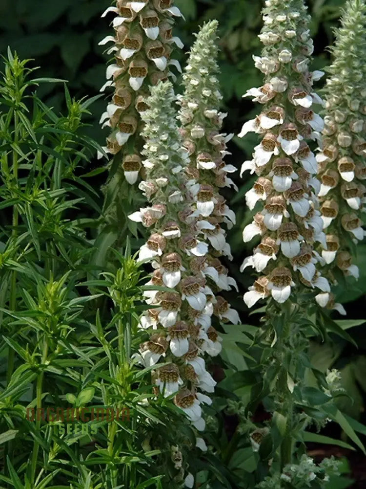 Digitalis Lanata Flower Seeds For Planting Elegant Foxglove Blooms For A Stunning Garden