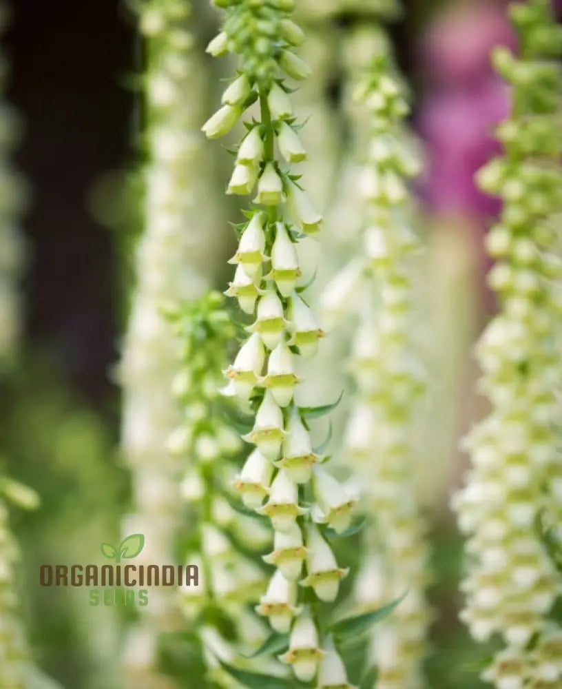 Digitalis Lutea Flower Seeds For Planting Elegant Foxglove Blooms To Enhance Your Garden