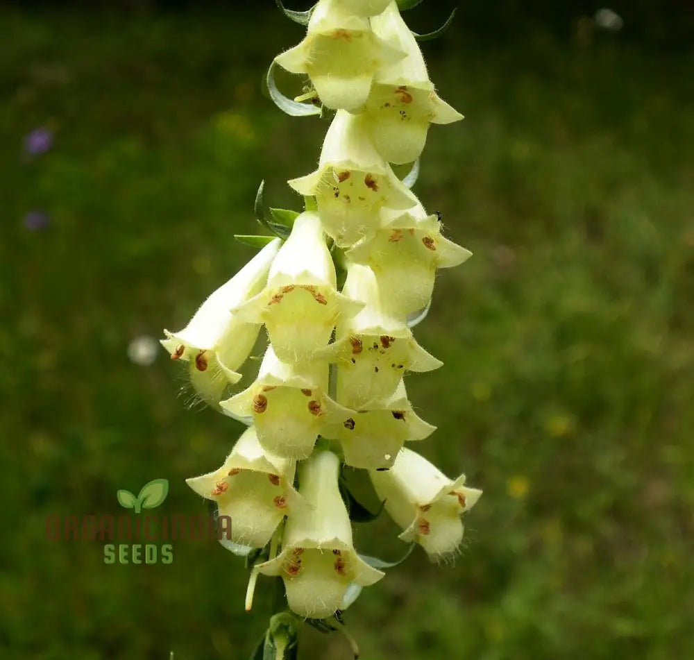 Digitalis Lutea Flower Seeds For Planting Elegant Foxglove Blooms To Enhance Your Garden