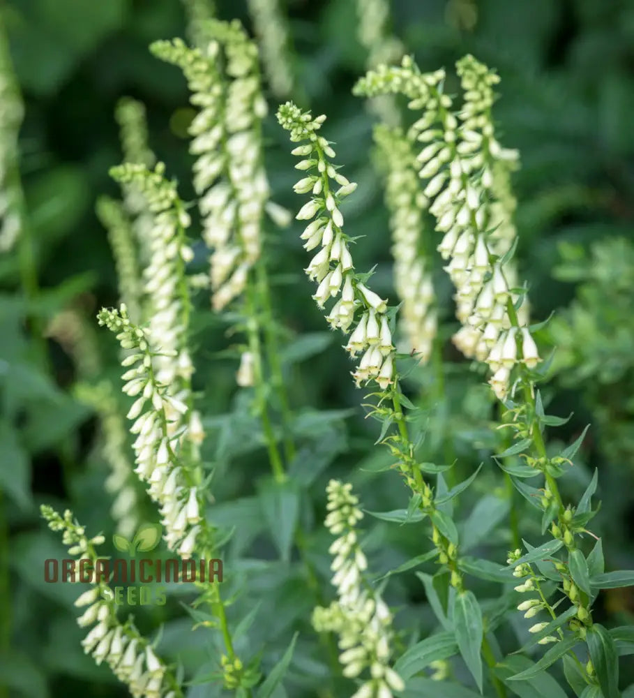 Digitalis Lutea Flower Seeds For Planting Elegant Foxglove Blooms To Enhance Your Garden