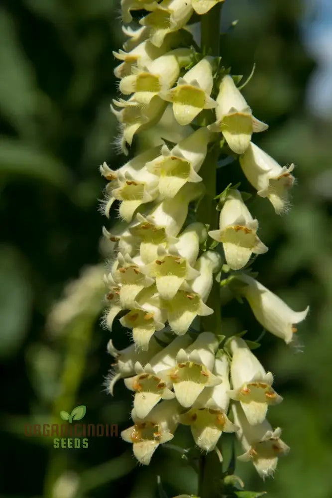 Digitalis Lutea Flower Seeds For Planting Elegant Foxglove Blooms To Enhance Your Garden