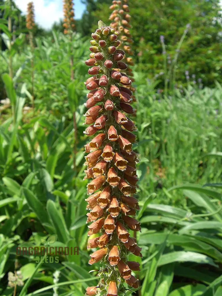 Digitalis Parviflora Flower Seeds For Planting Graceful Foxglove Blooms For Your Garden