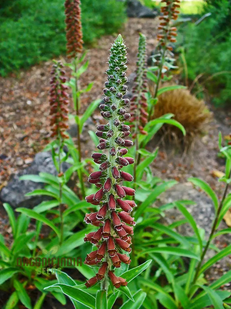 Digitalis Parviflora Flower Seeds For Planting Graceful Foxglove Blooms For Your Garden