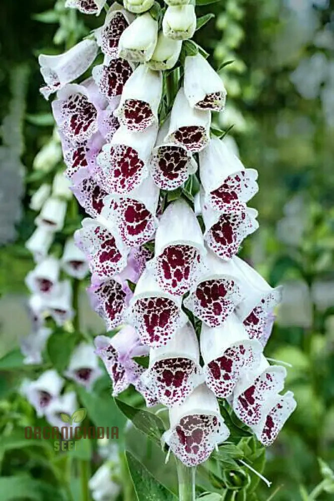 Digitalis Purpurea ’Elsey Kelsey’ Flower For Planting Growing Enchanting Elegance