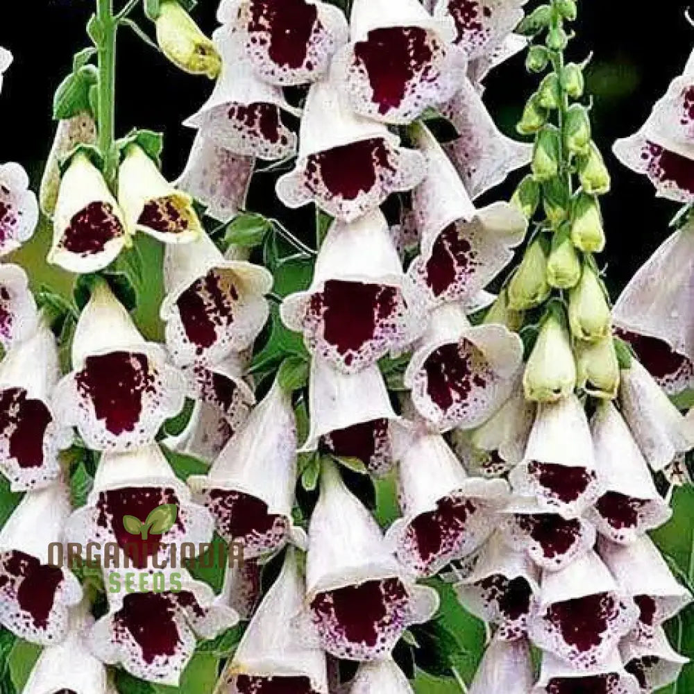 Digitalis Purpurea ’Elsey Kelsey’ Flower For Planting Growing Enchanting Elegance