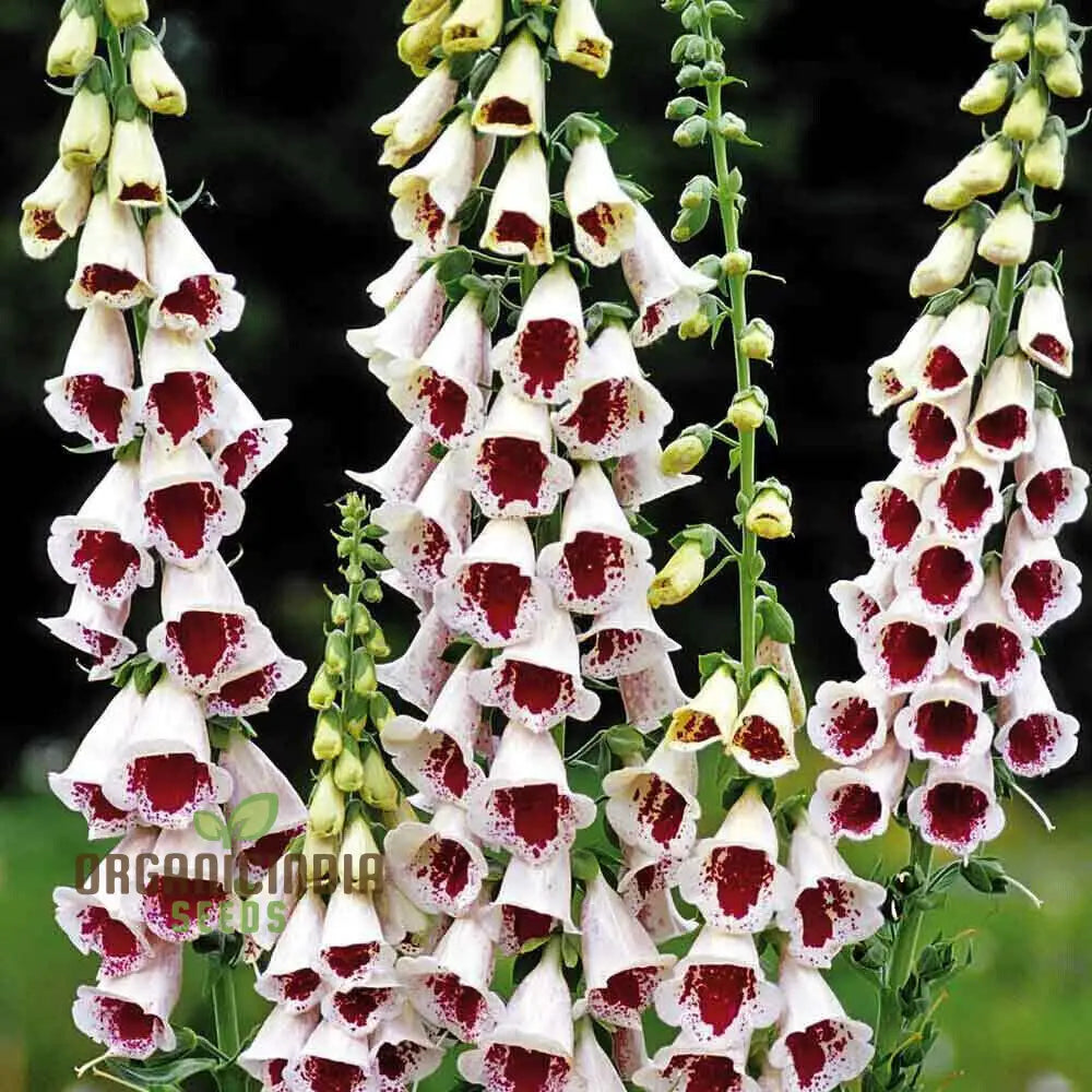 Digitalis Purpurea ’Elsey Kelsey’ Flower For Planting Growing Enchanting Elegance