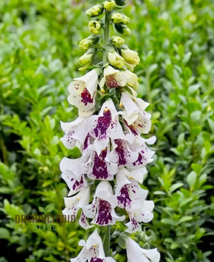 Digitalis Purpurea ’Elsey Kelsey’ Flower For Planting Growing Enchanting Elegance