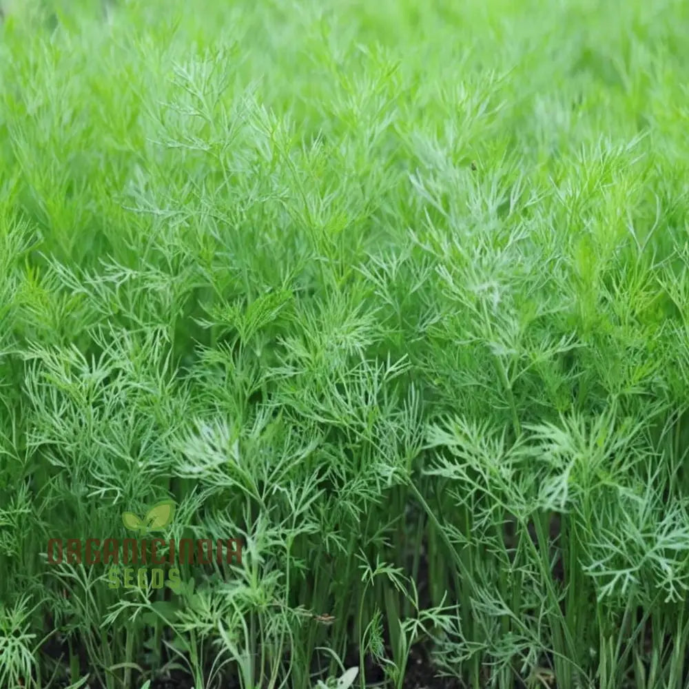 Dill (Soya) Planting Seeds A Complete Guide To And Gardening With Herb