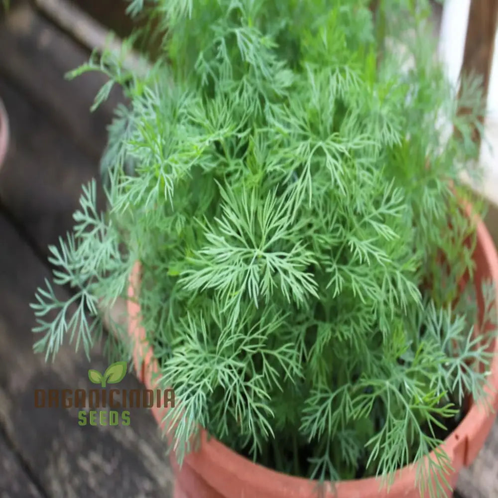 Dill (Soya) Planting Seeds A Complete Guide To And Gardening With Herb